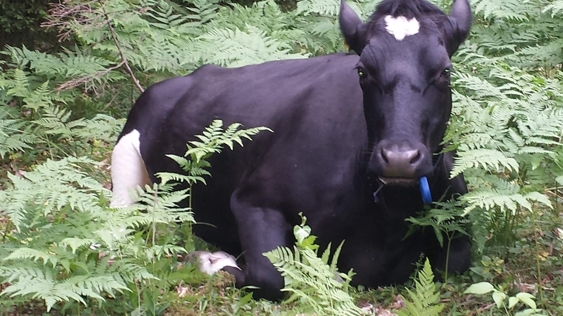 File:Cow eating straw new forest.jpg - Wikipedia