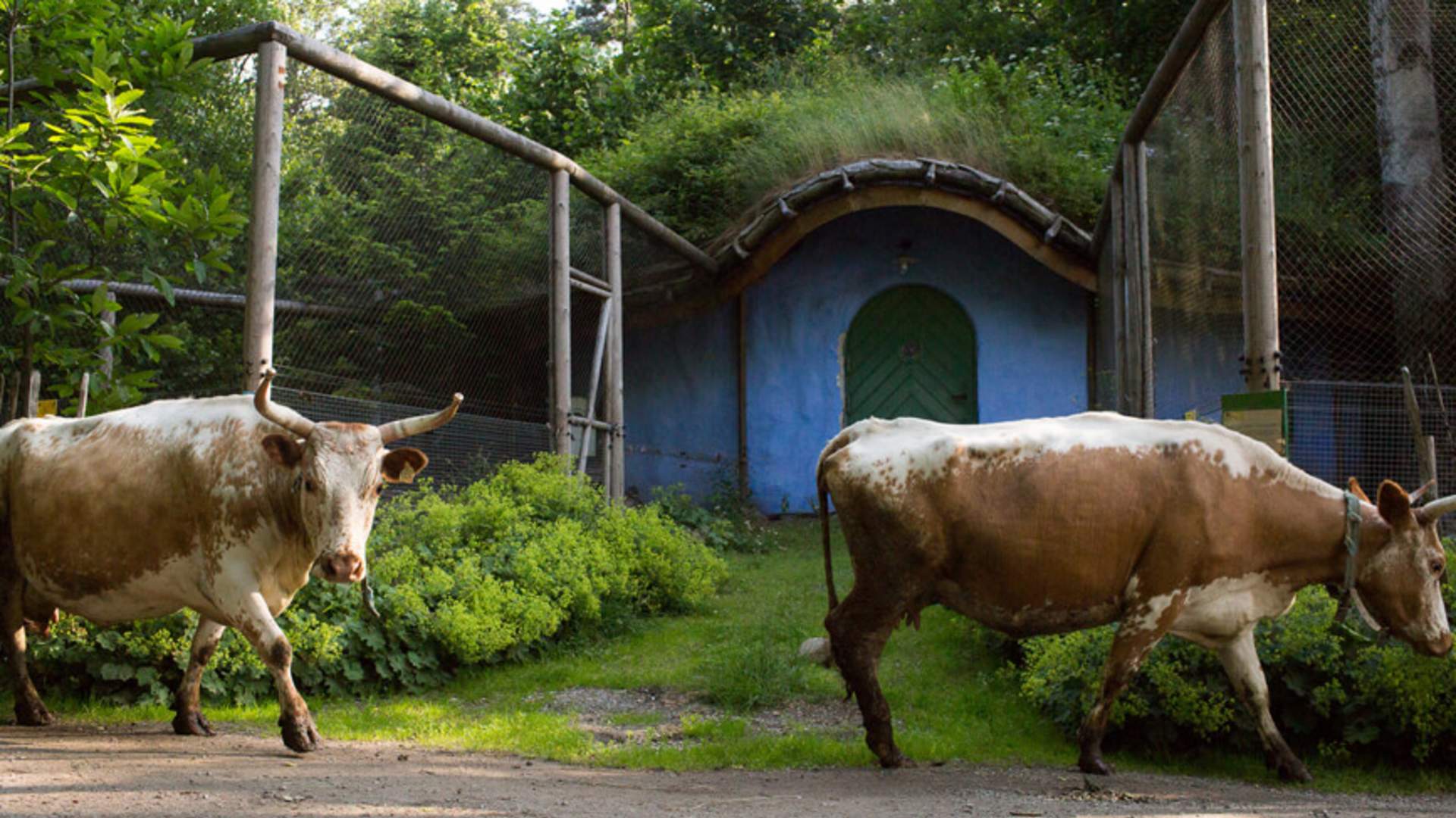 2017 web RAMME SOFIE