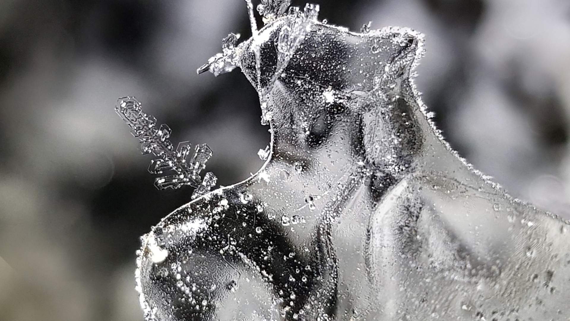 2019-11-07 (guide Martin Fiala) ice cave detail