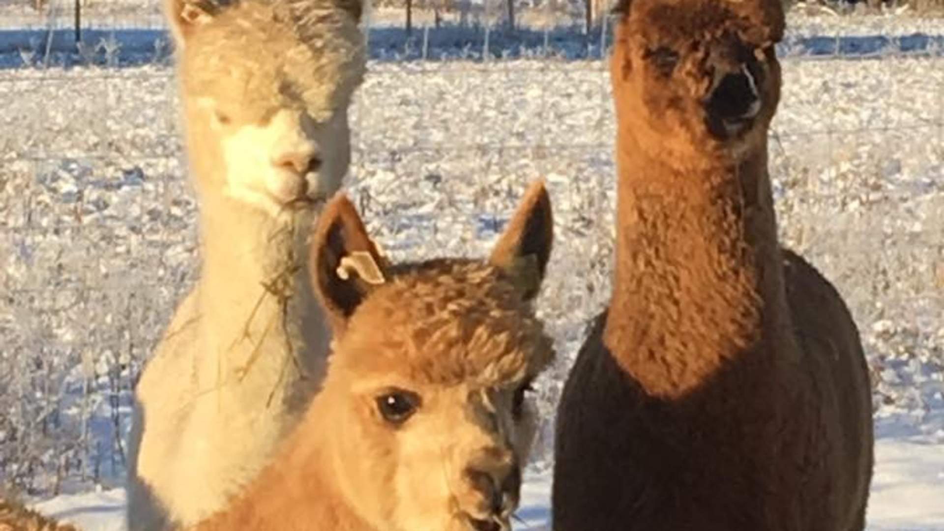 20200129_141130510_iOS