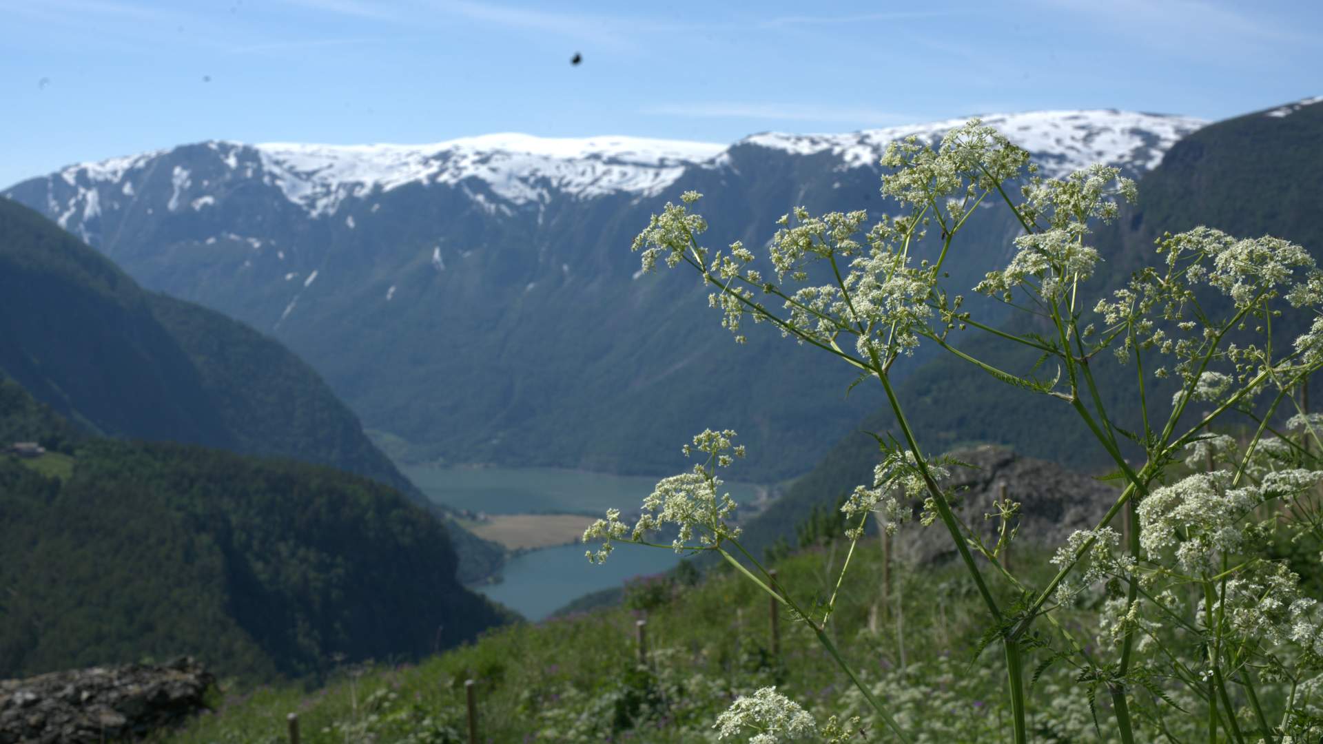 Fuglesteg