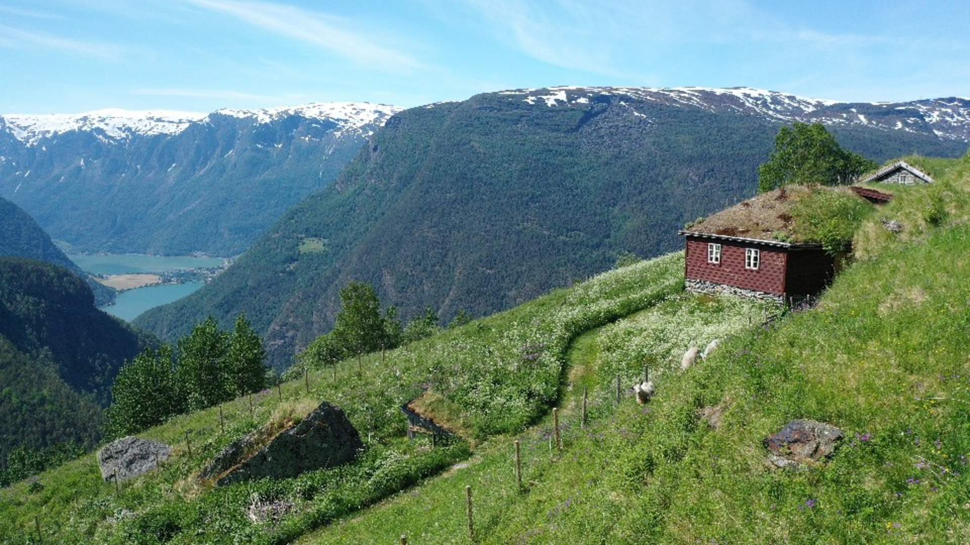 Fuglesteg