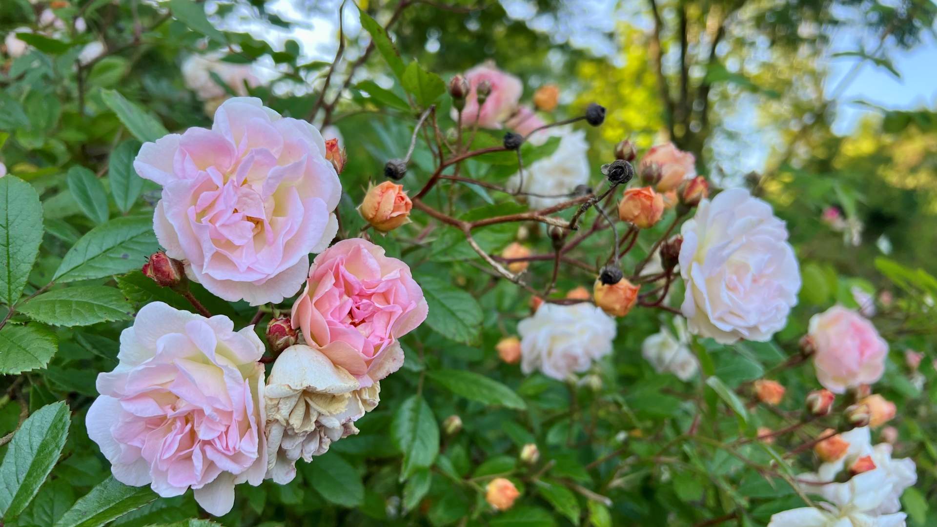 240626 Rosariet Rosa Ghislaine de Feligonde 4