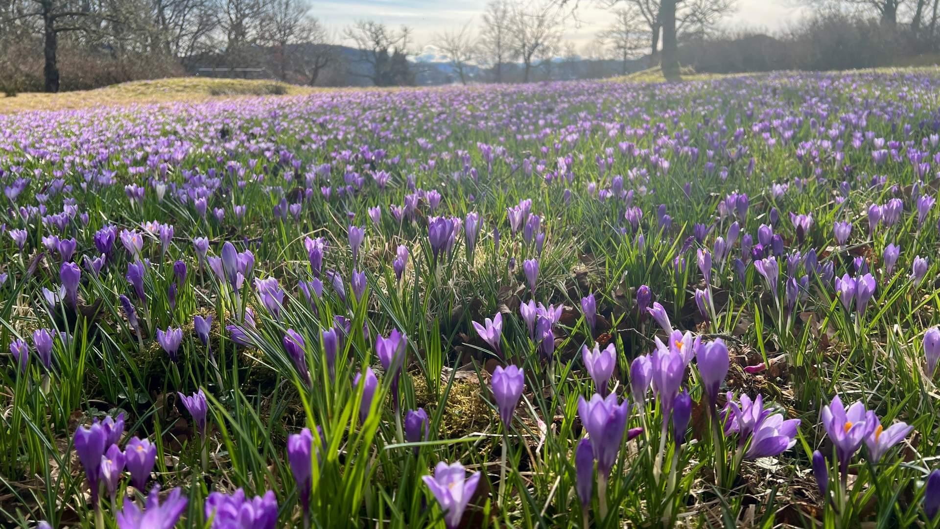 250311 Mildekrokus Arboretet