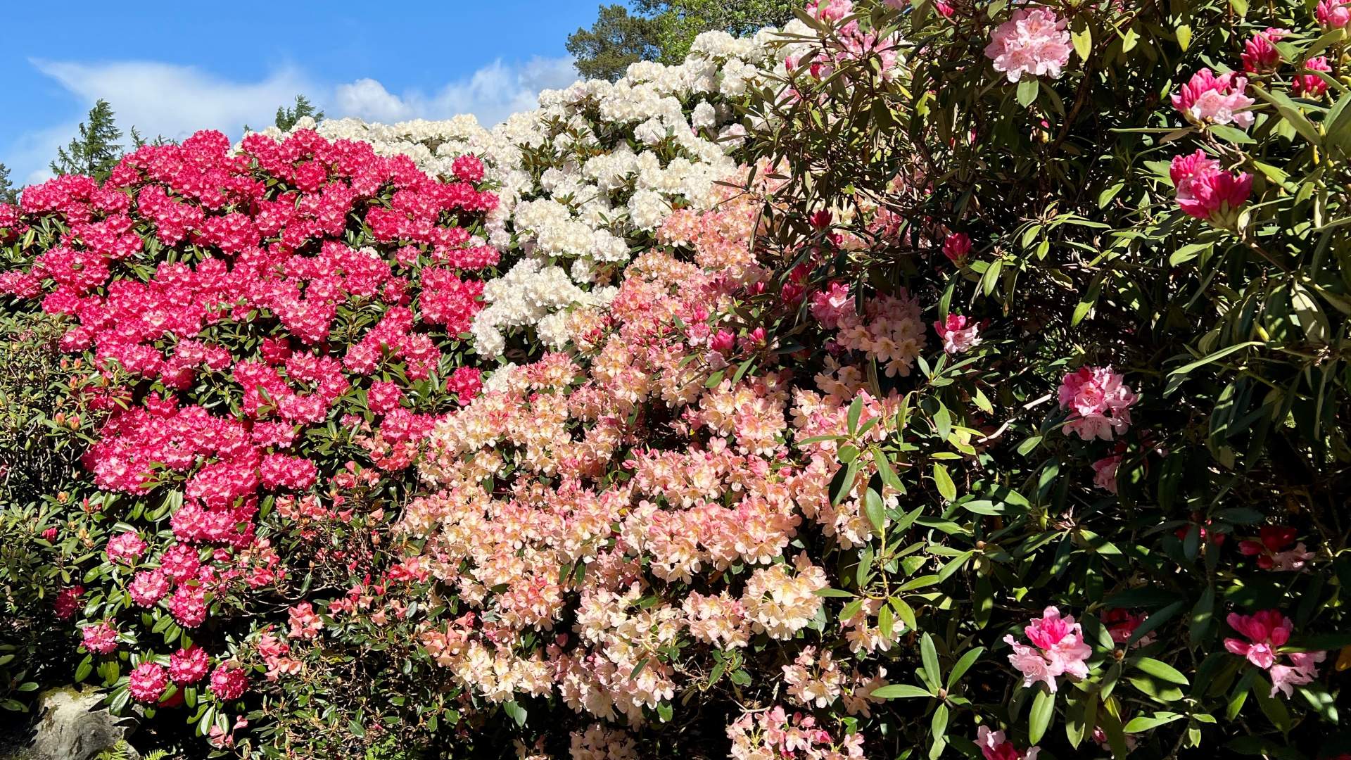 250521 Rhododendron kultivarsamlingen Arboretet