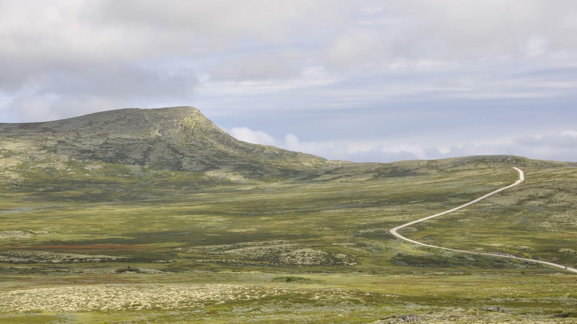 Friisvegen