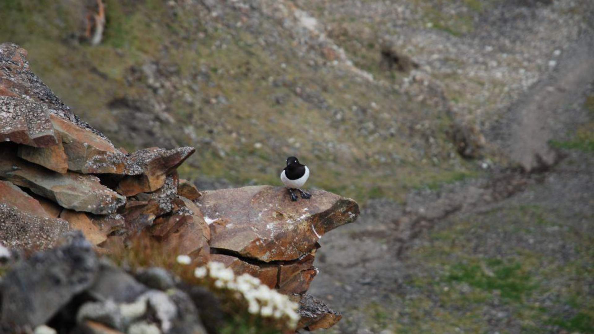 LittleAuk