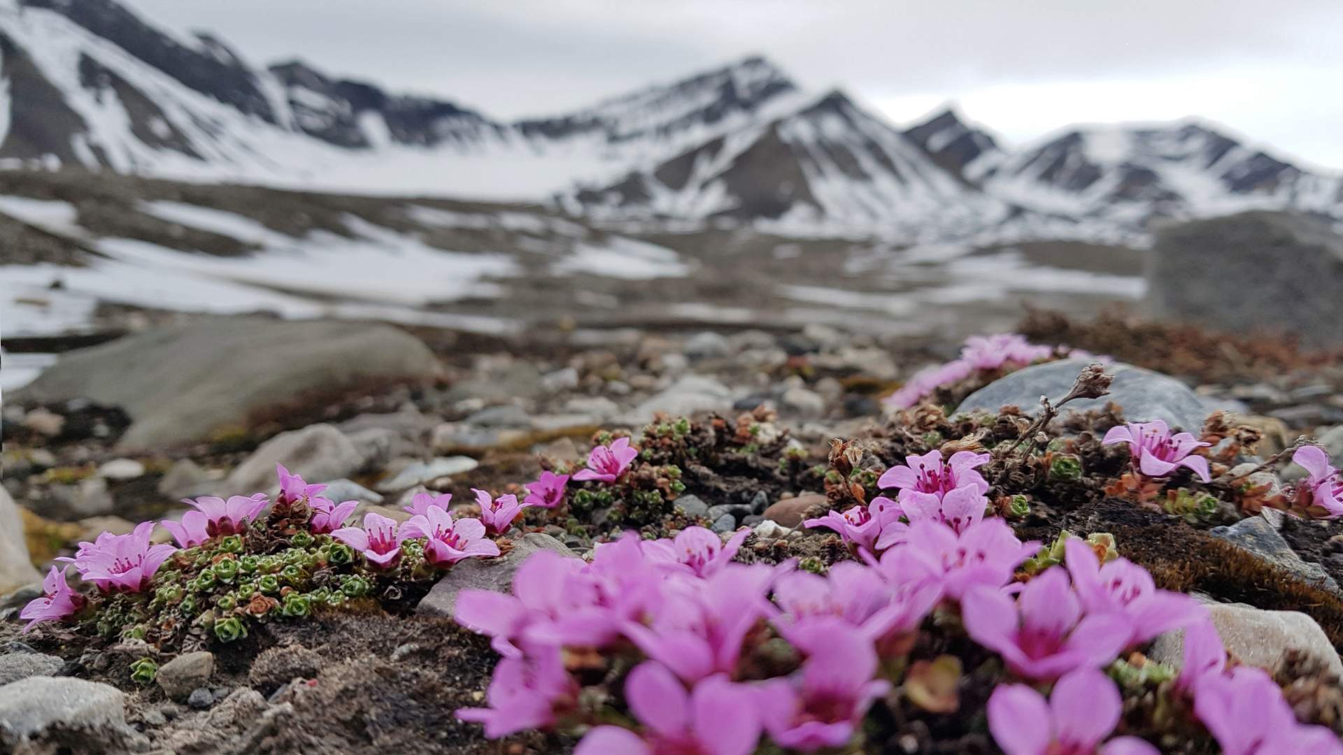 3 Svalbard flowers
