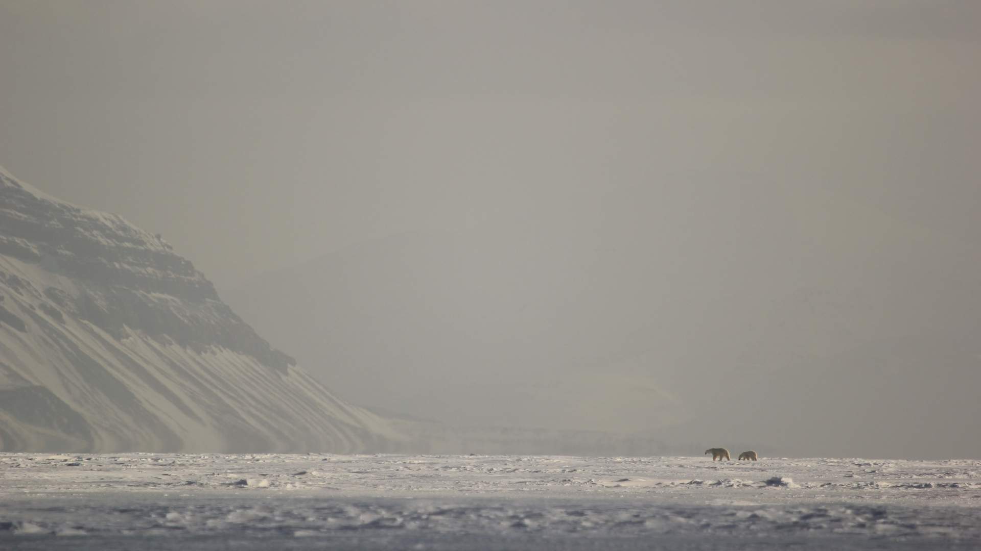 4. Polar-bear-Billefjorden-Photo-Alicia-Lockwood-Svalbard