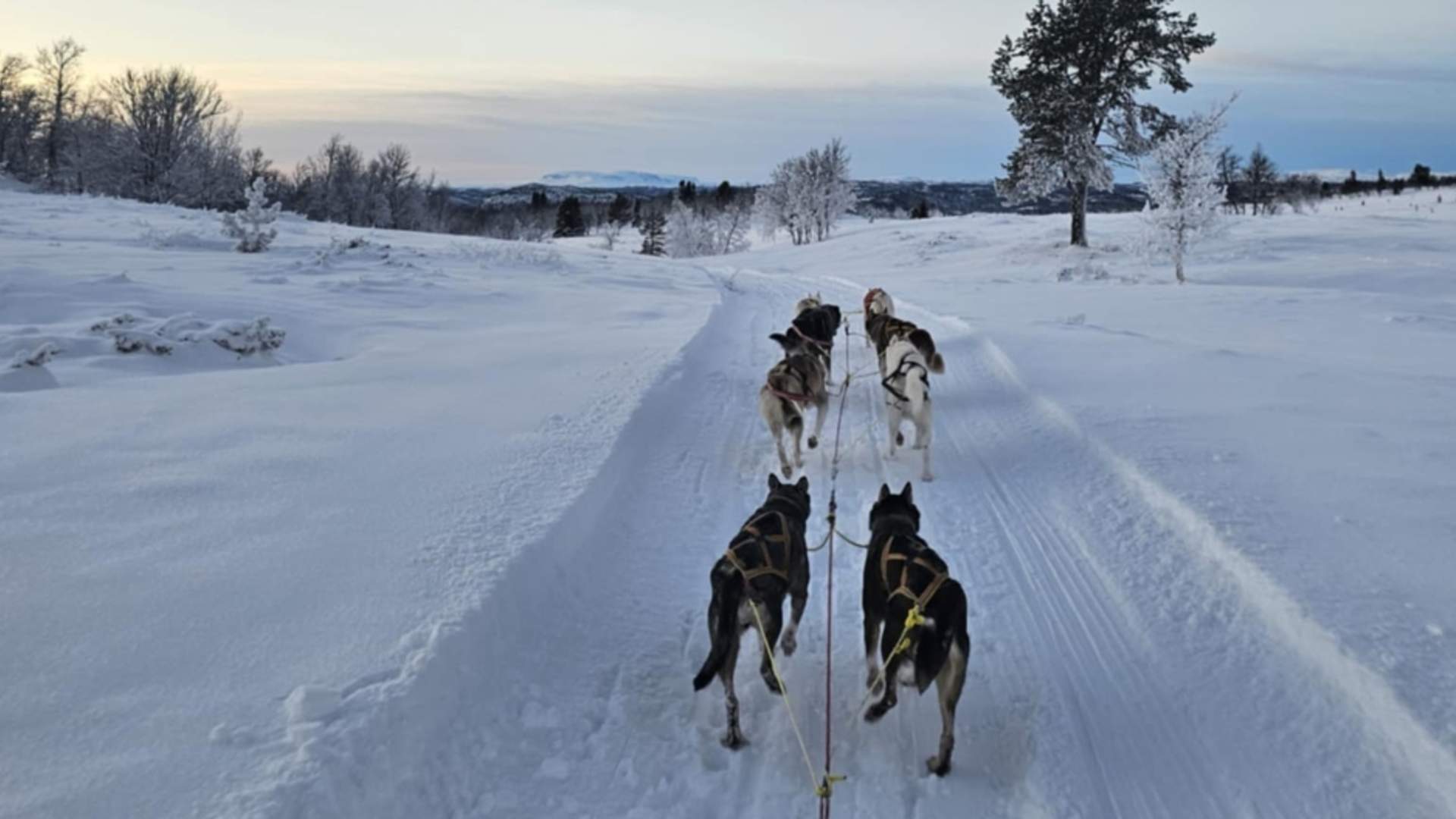 Hundekjøring vinter Langedrag Naturpark