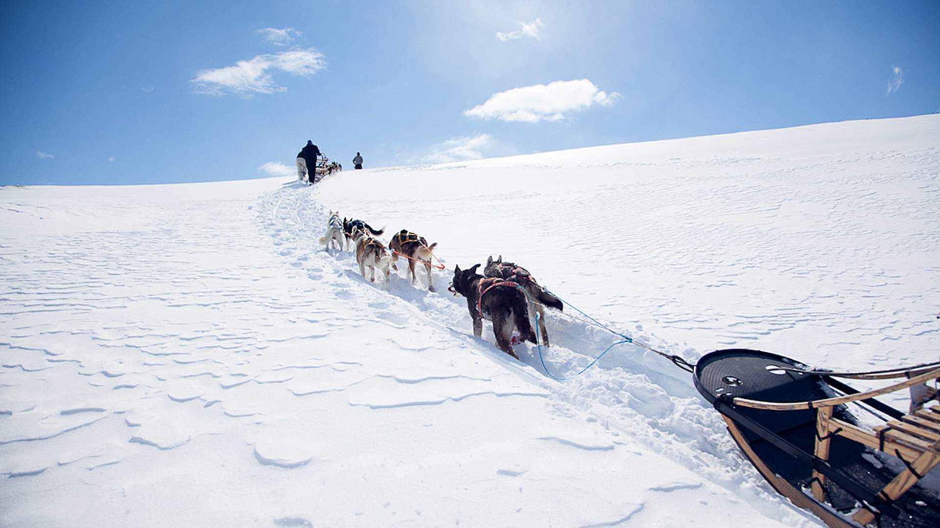 Hundeslede Beito Husky Tours