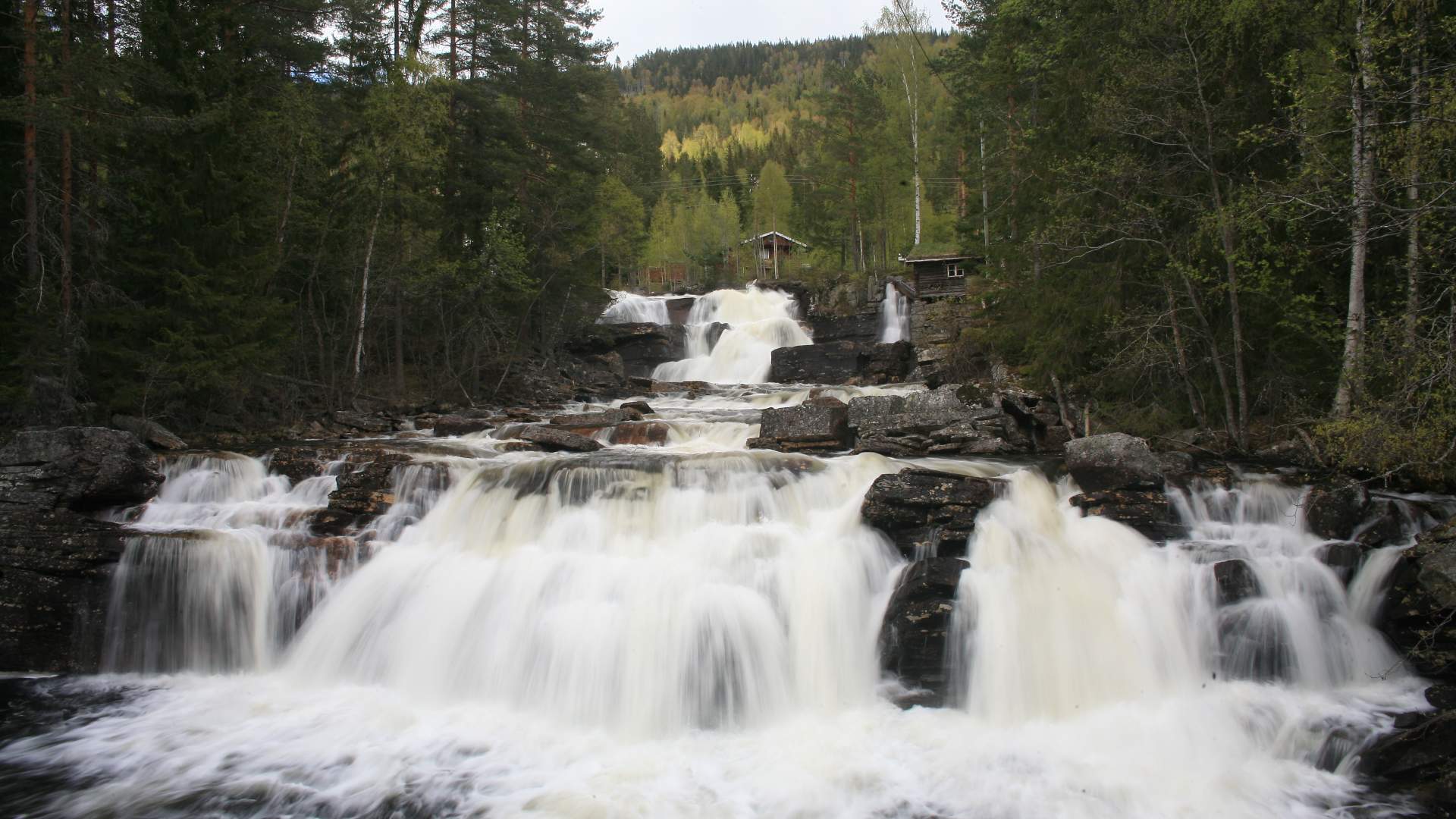 Lureåi