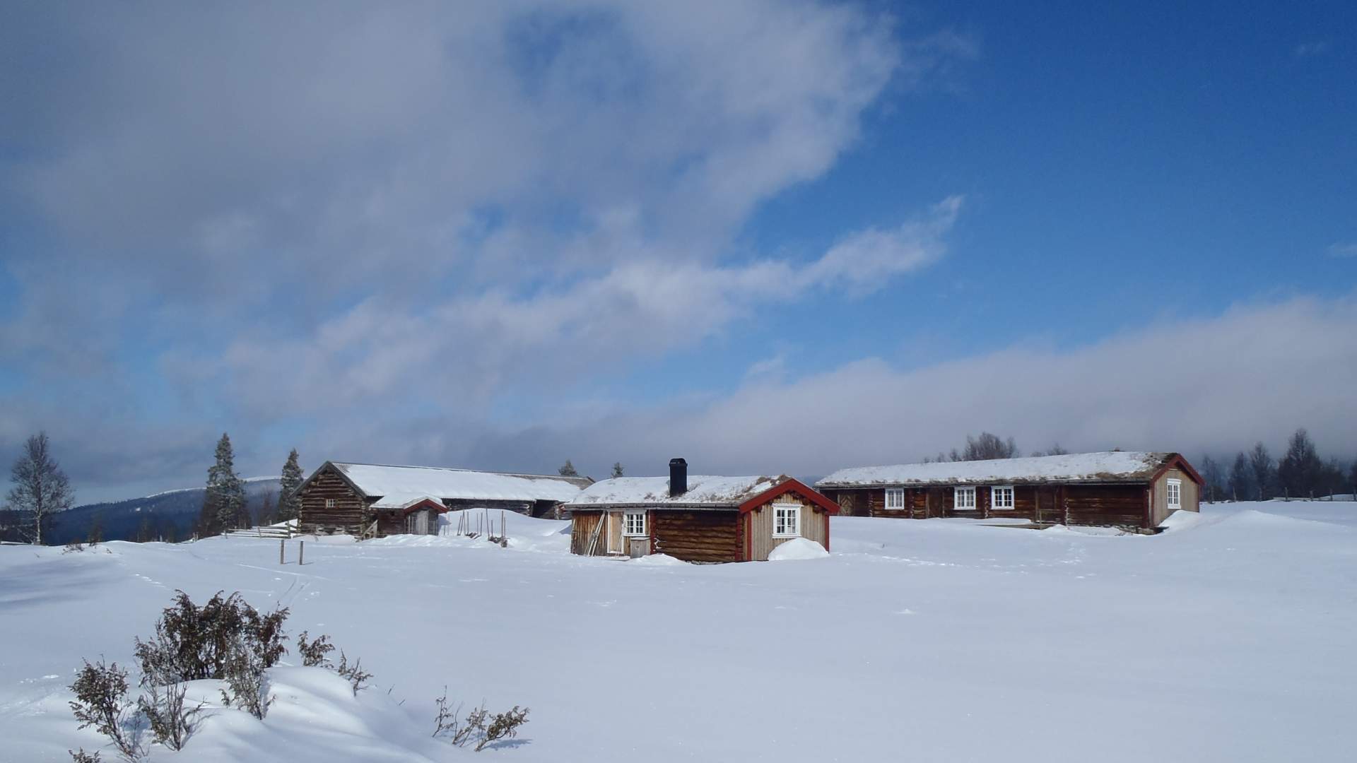 Wilderness Life - vno