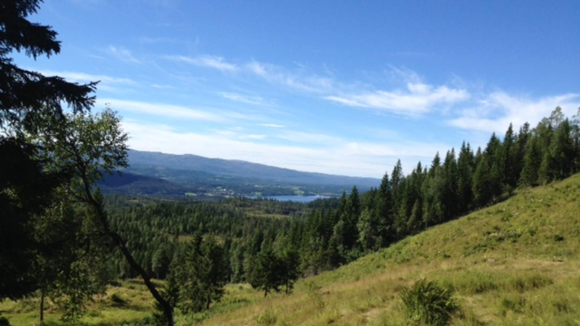 Dravlanseteren