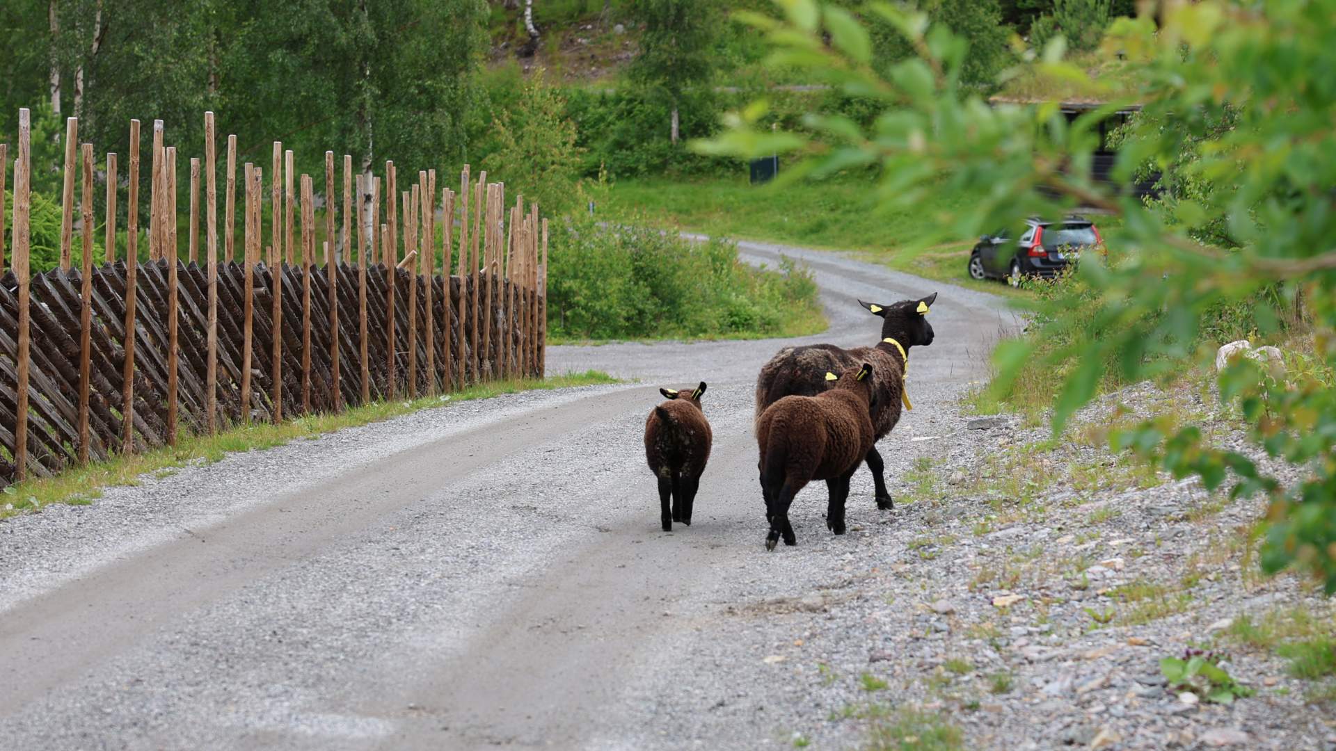 Mjøsli/Fredrik Garshol