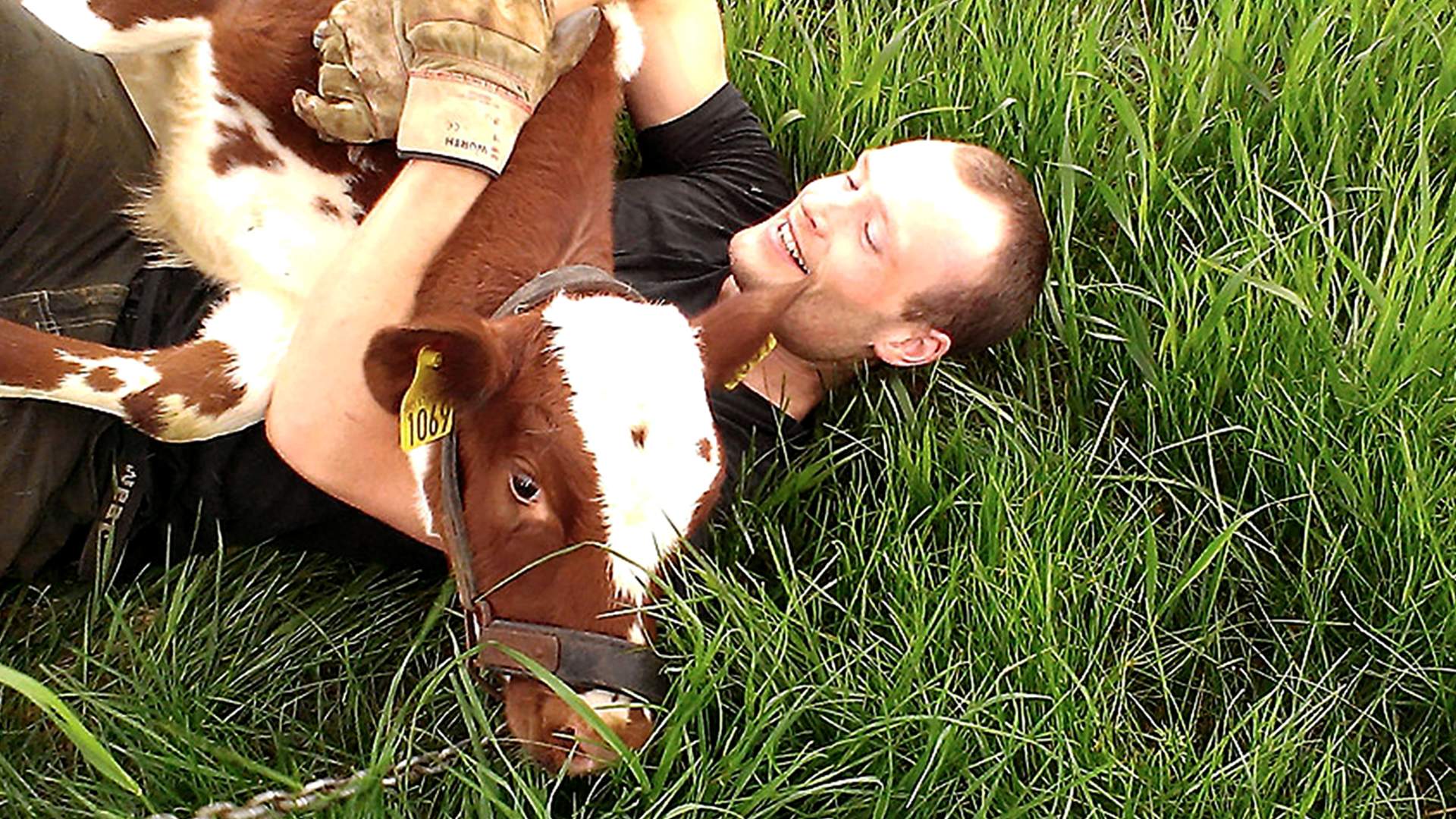 Gangstad kalv og mann