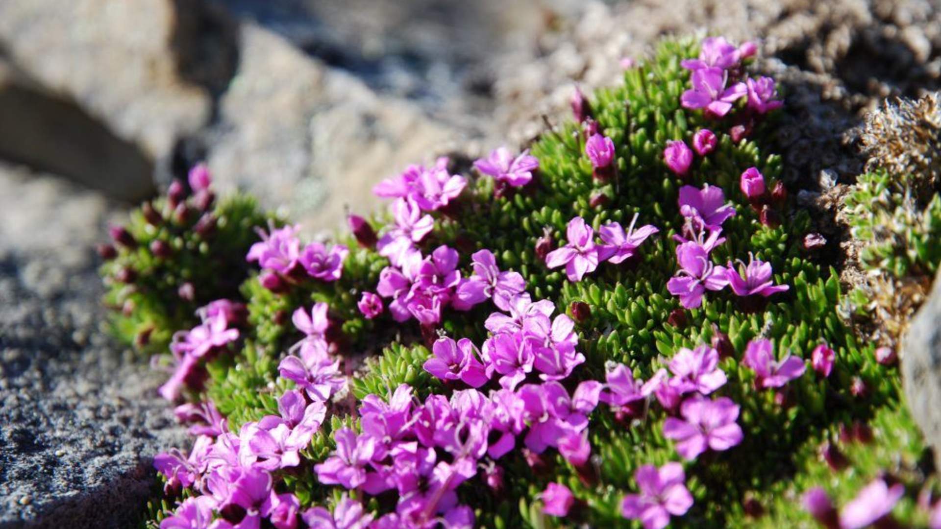 BlomsterLilla