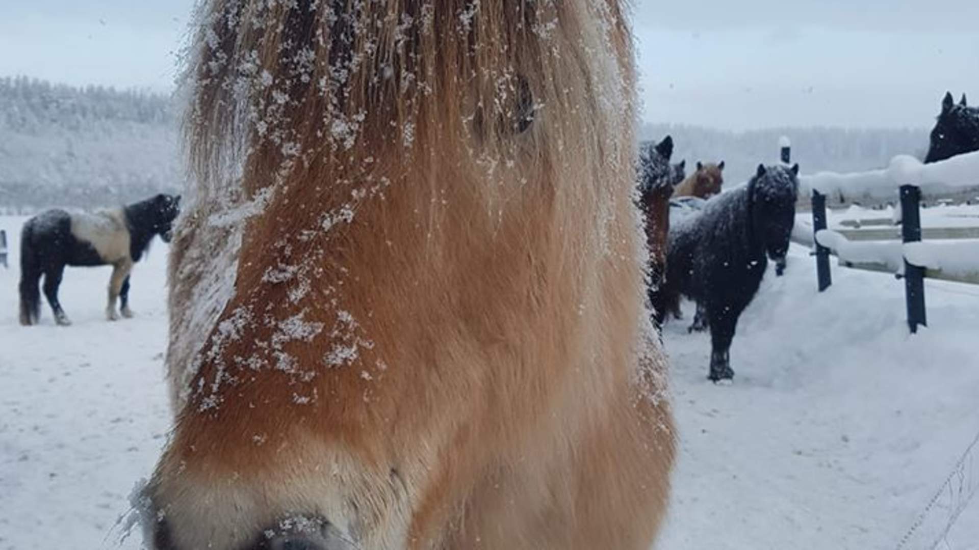 Hest på Jørum1