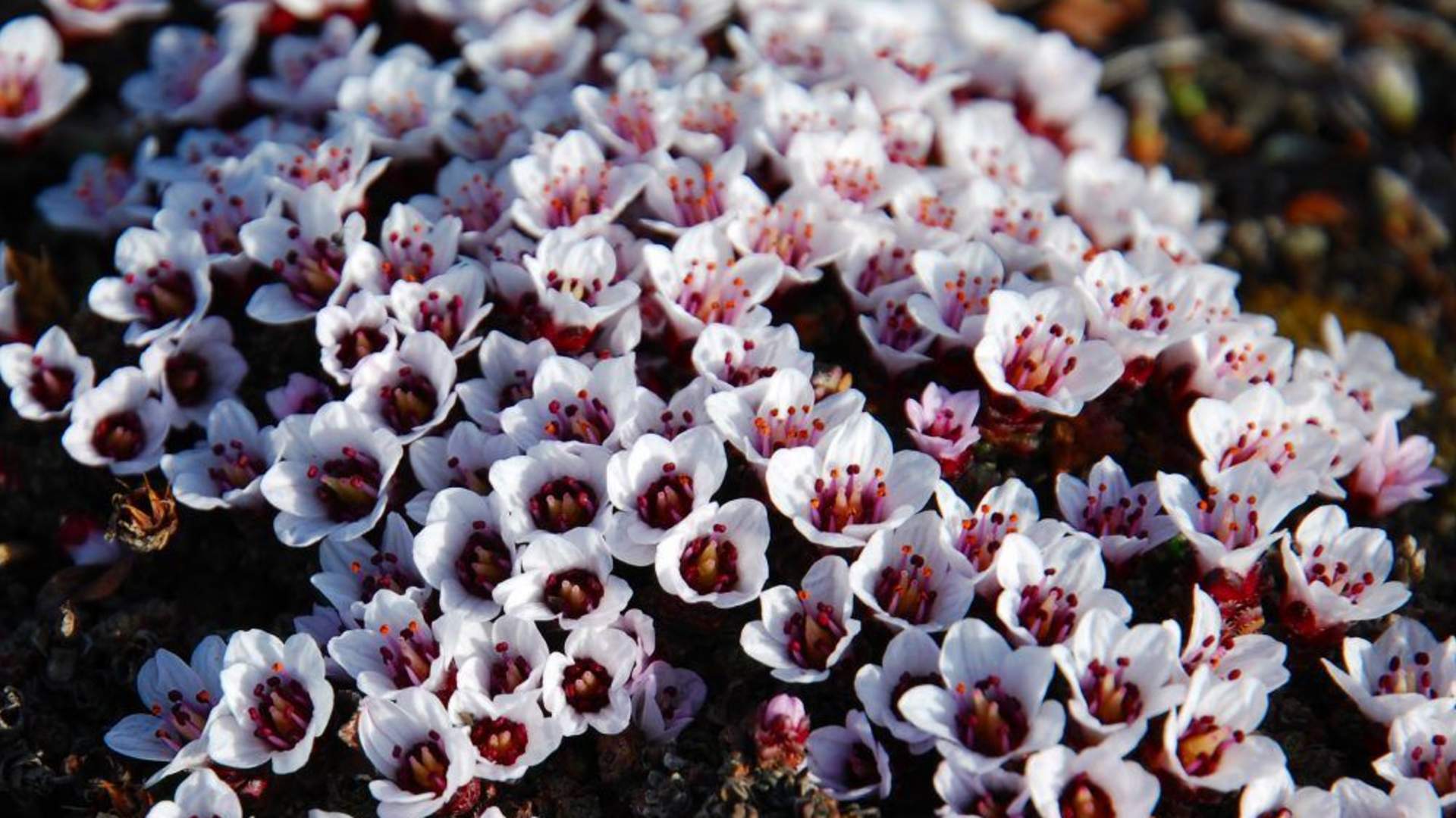 BlomsterVit