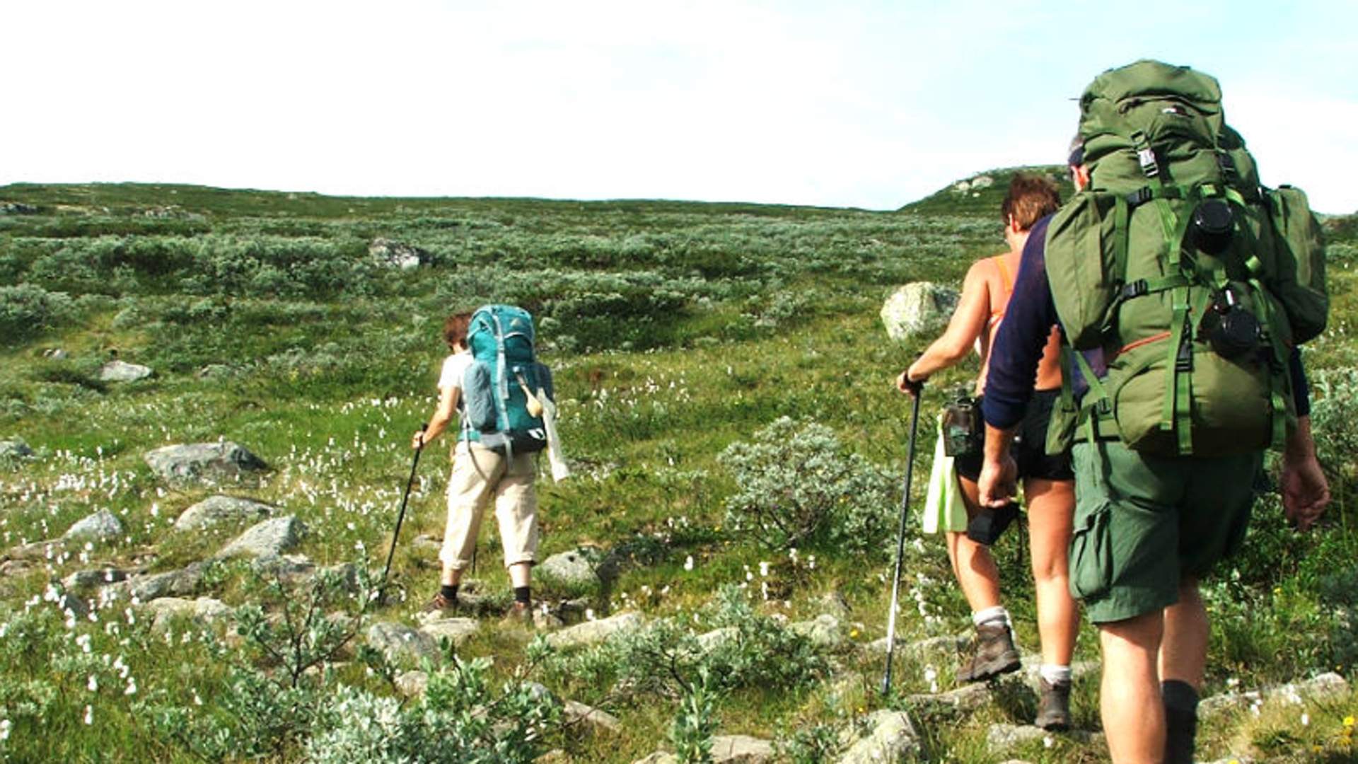 Hardangervidda sommer