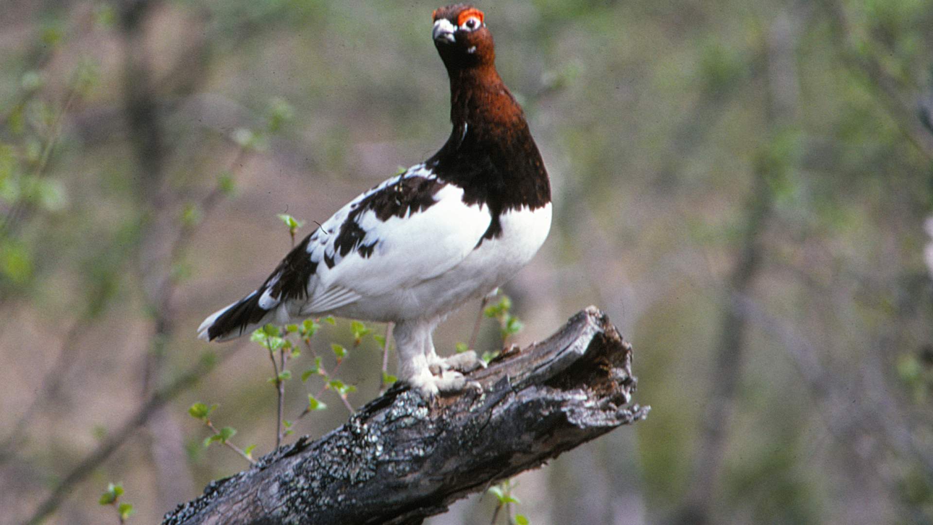 Molinga naturreservat