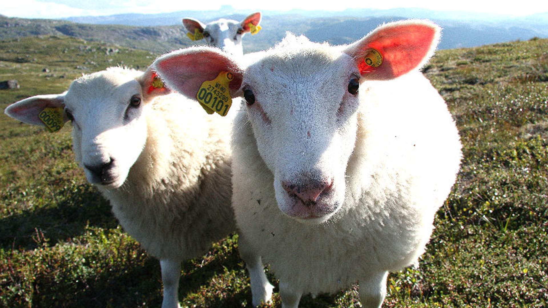 Hardangervidda sommer