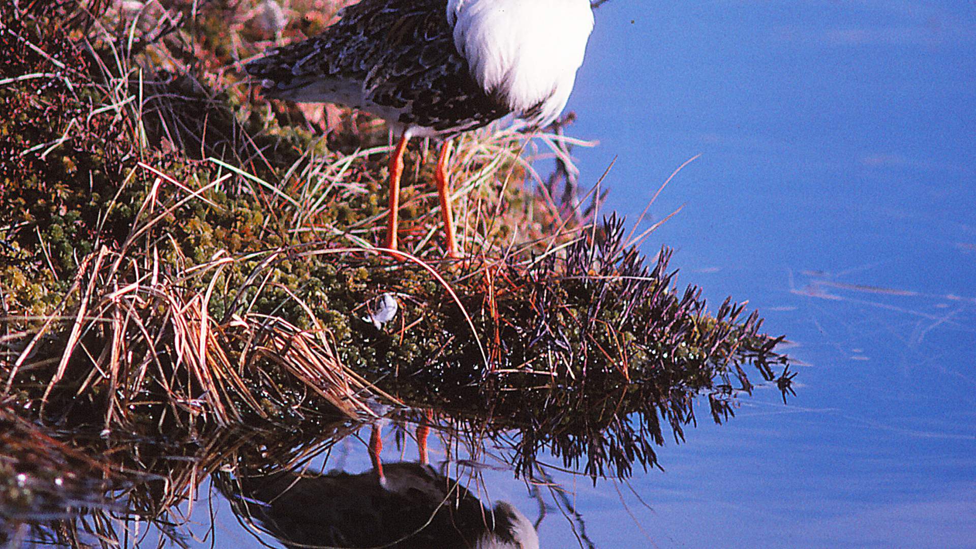 Molinga Naturreservat
