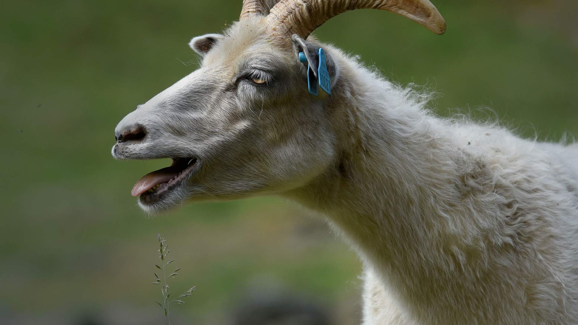Sauesafari