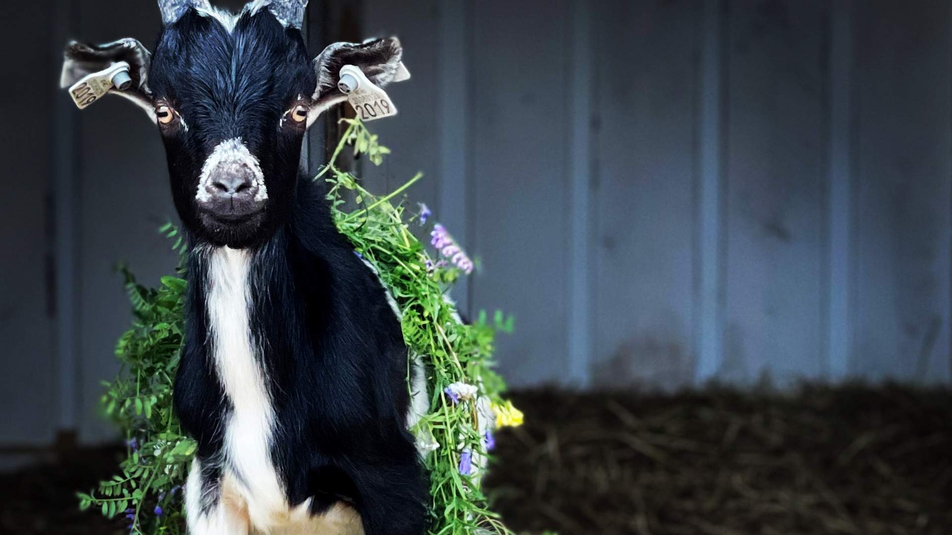 Vandring med mini hest og esel, Den Lille Store Gården