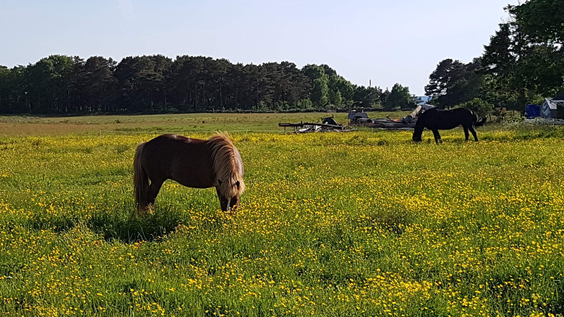 Boat trip in the archipelago with farm visit