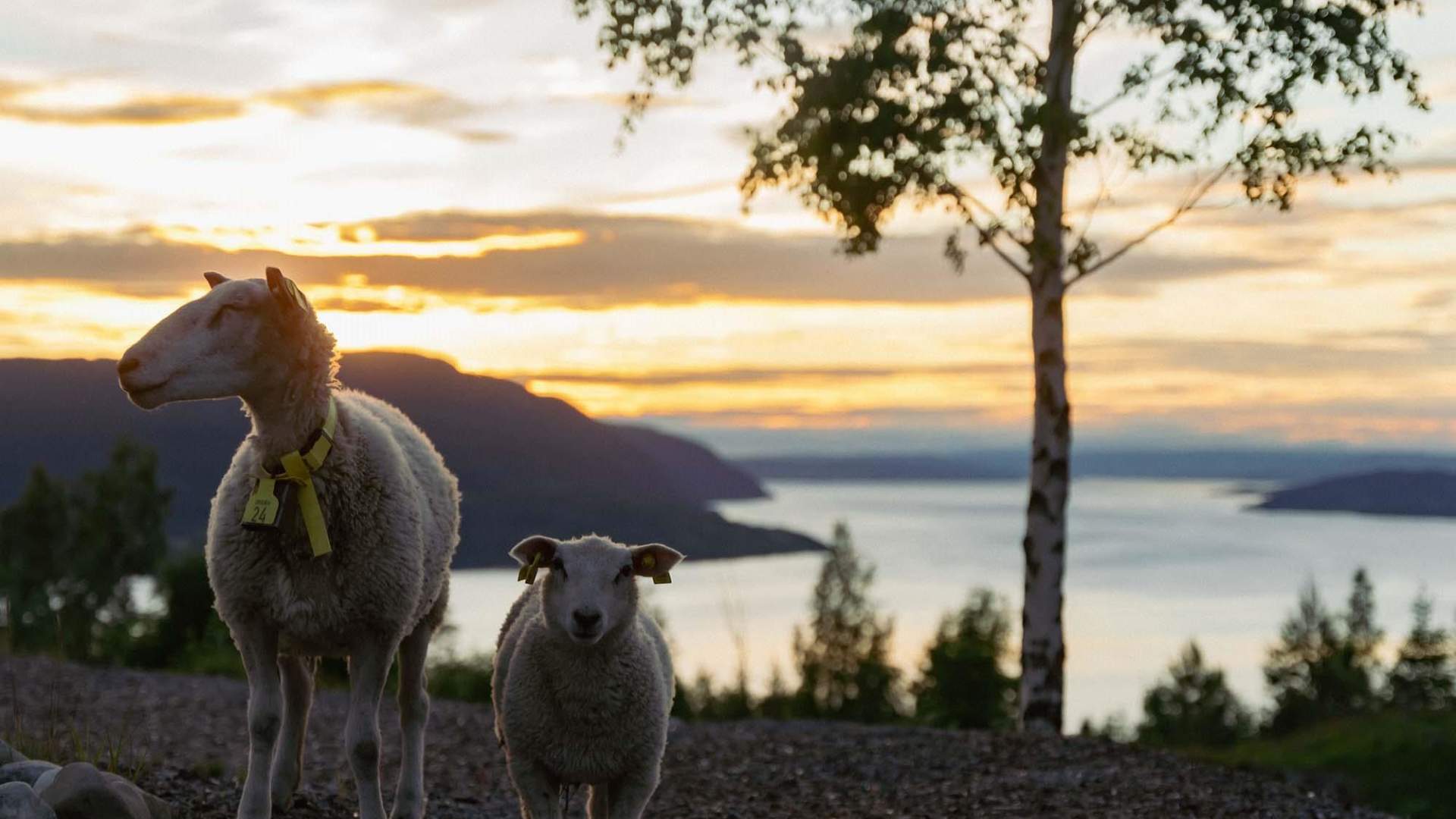 Bjørnar Fjeldberg / Konglehytta