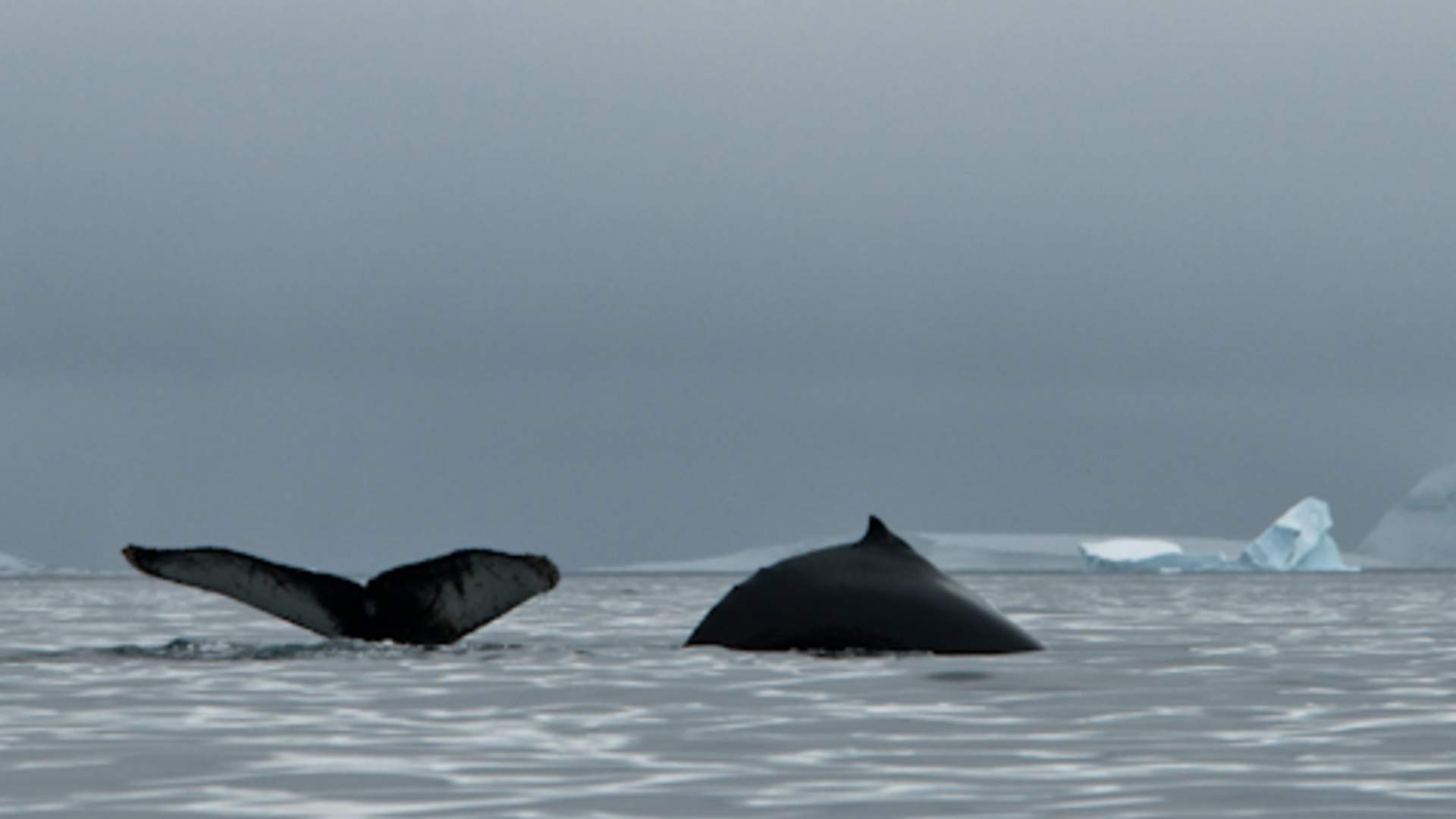 Humpbacks