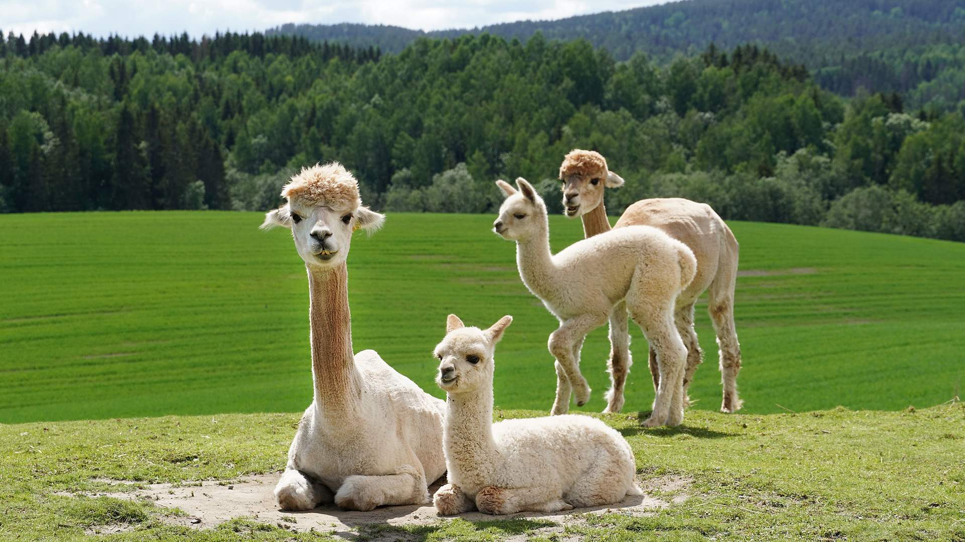 Alpaca family - Sørum farm_Christine Baglo - Visit Norway