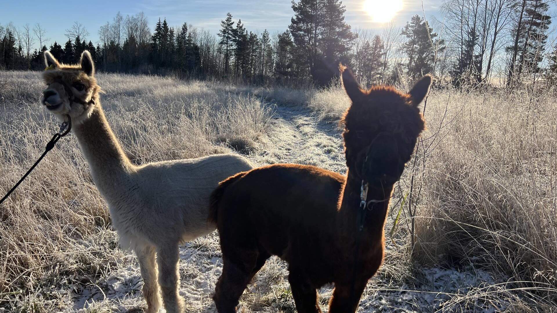 Åpen gård med julesteming på Fladmark