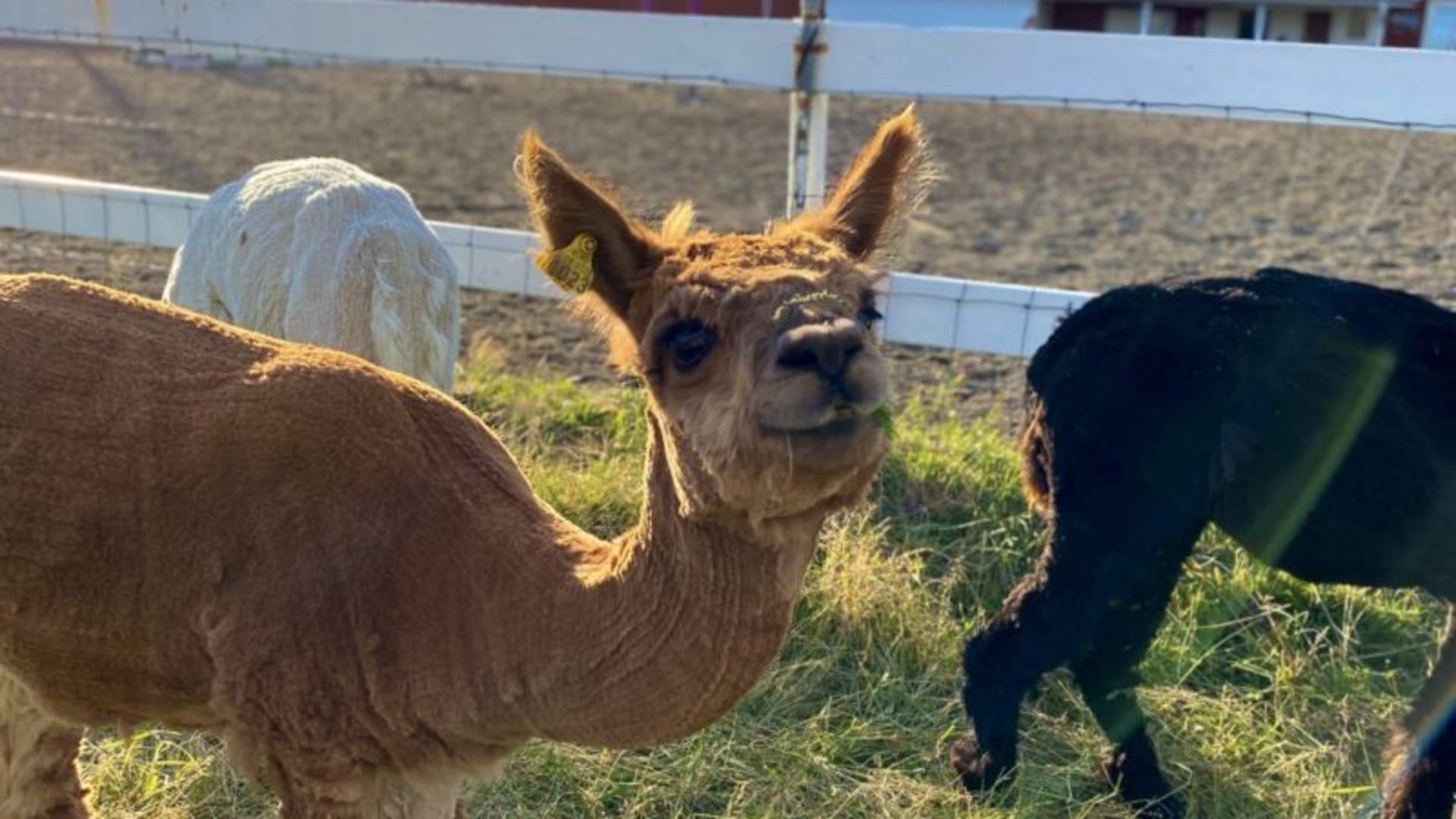Alpakkatur på Verdens Ende