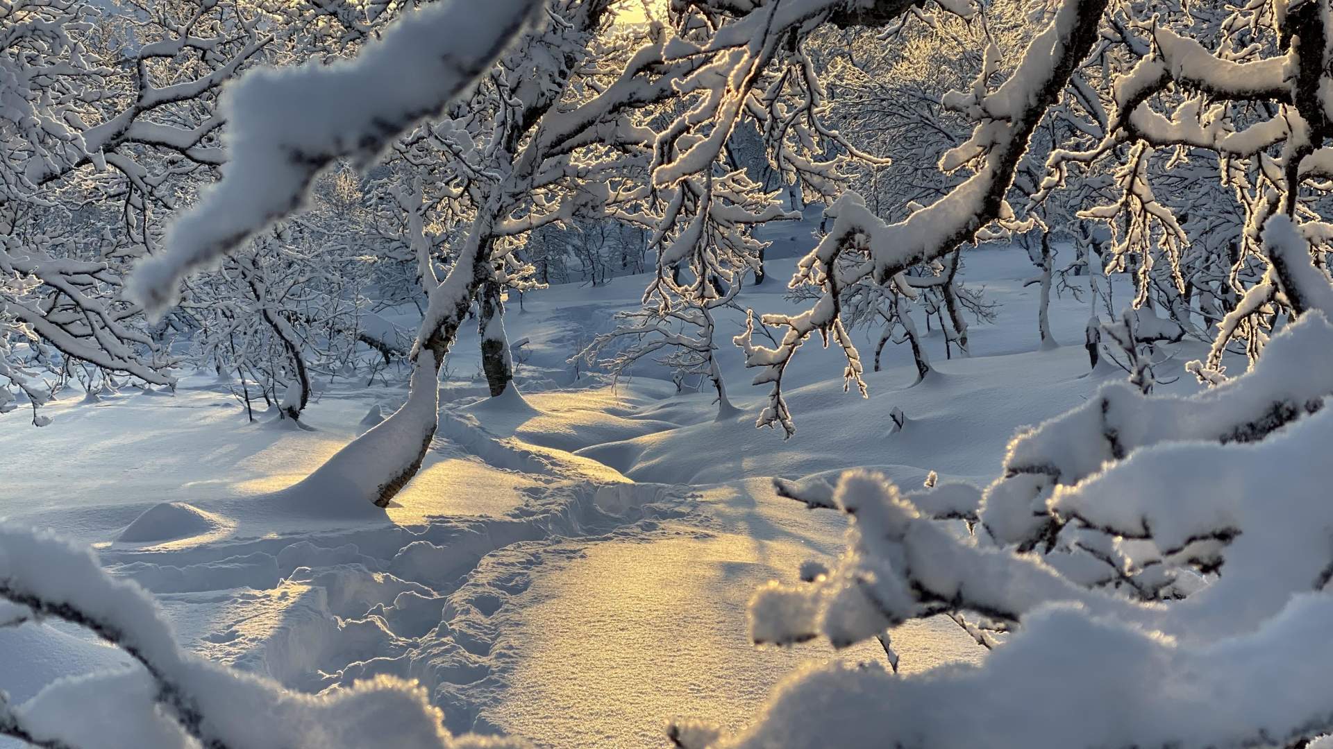 Arcticoncepts-Harstad-Deep snow-snowshoe-hiking-tree-view-sunset-Keipen-foto Bernd Kossmann