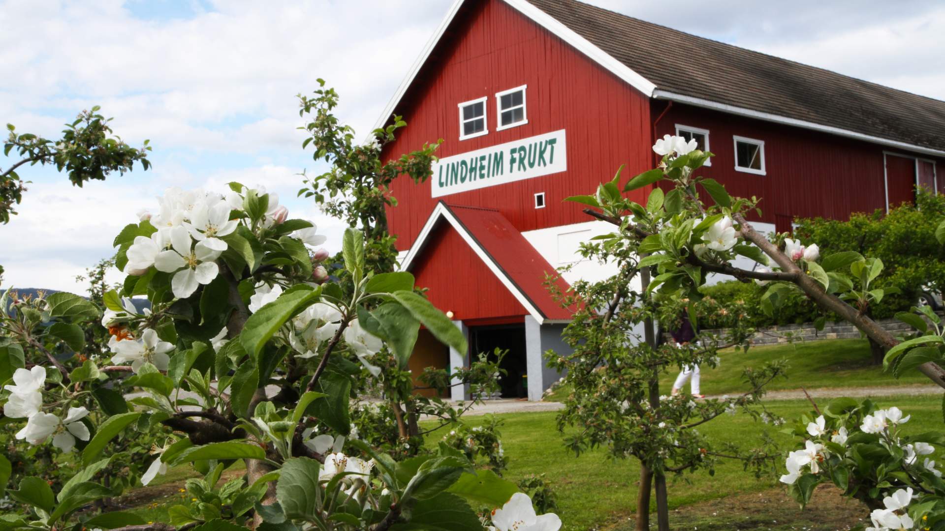 Låven på Lindheim Frukt/Ølkompani og blomstrende epletre