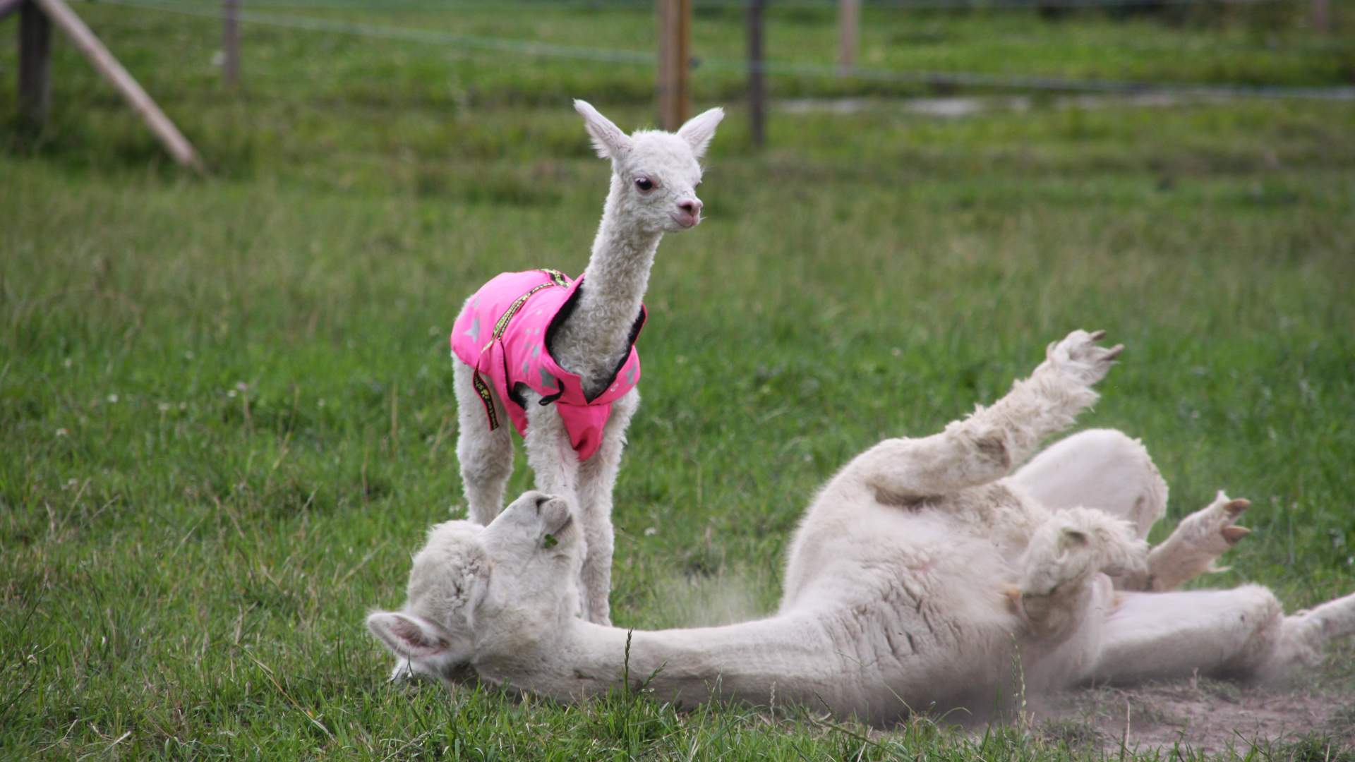 Babyalpakka i rosa