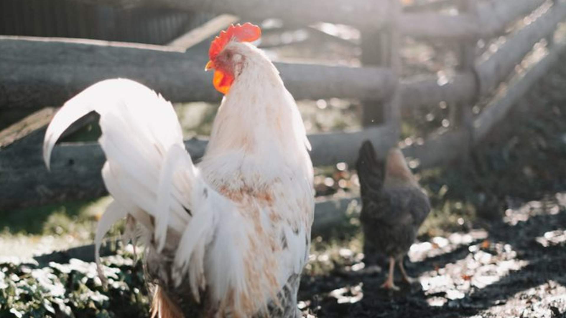 Barnas Gamleby fjærkre i sol