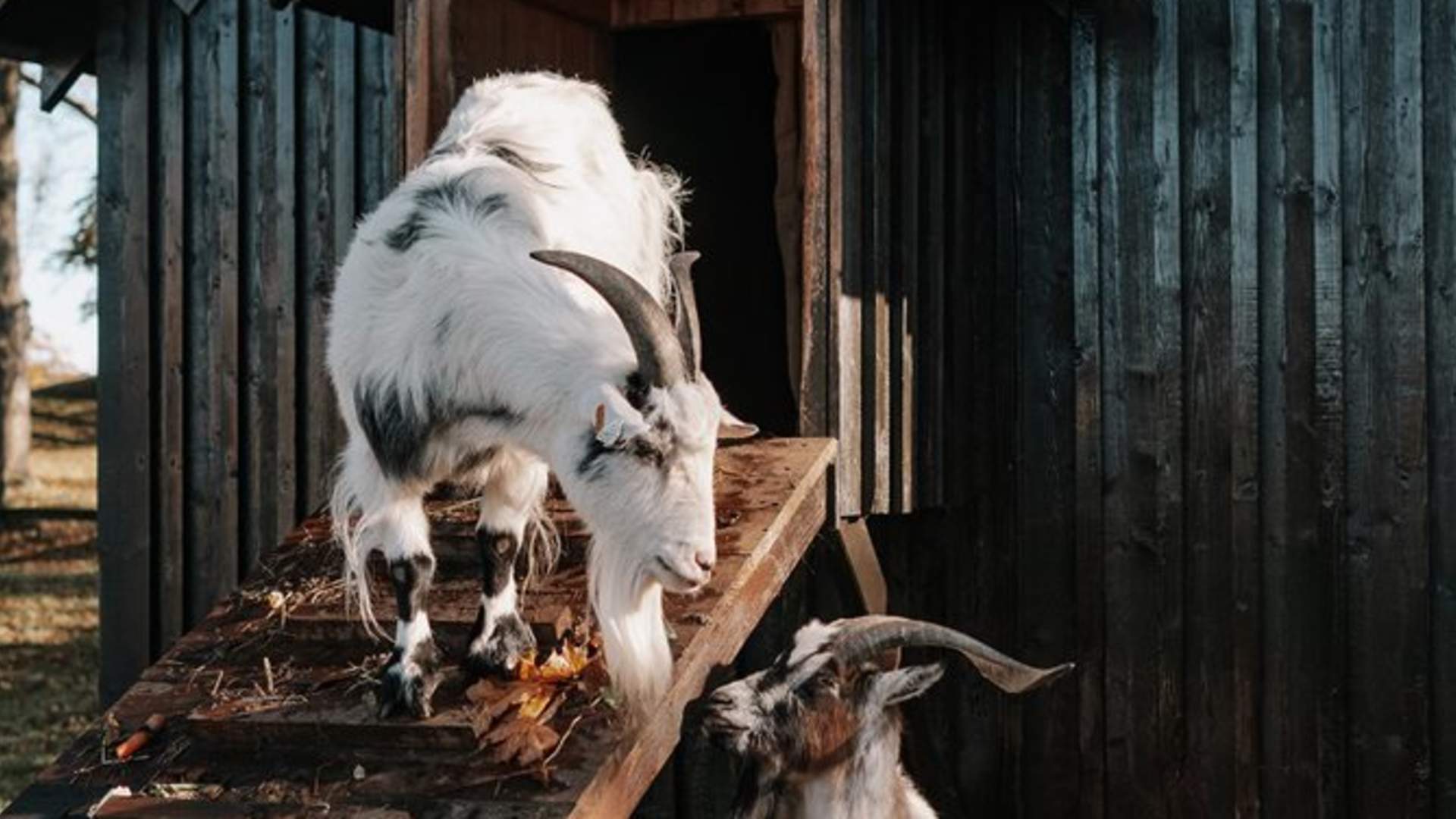 Barnas Gamleby geiter foran hus