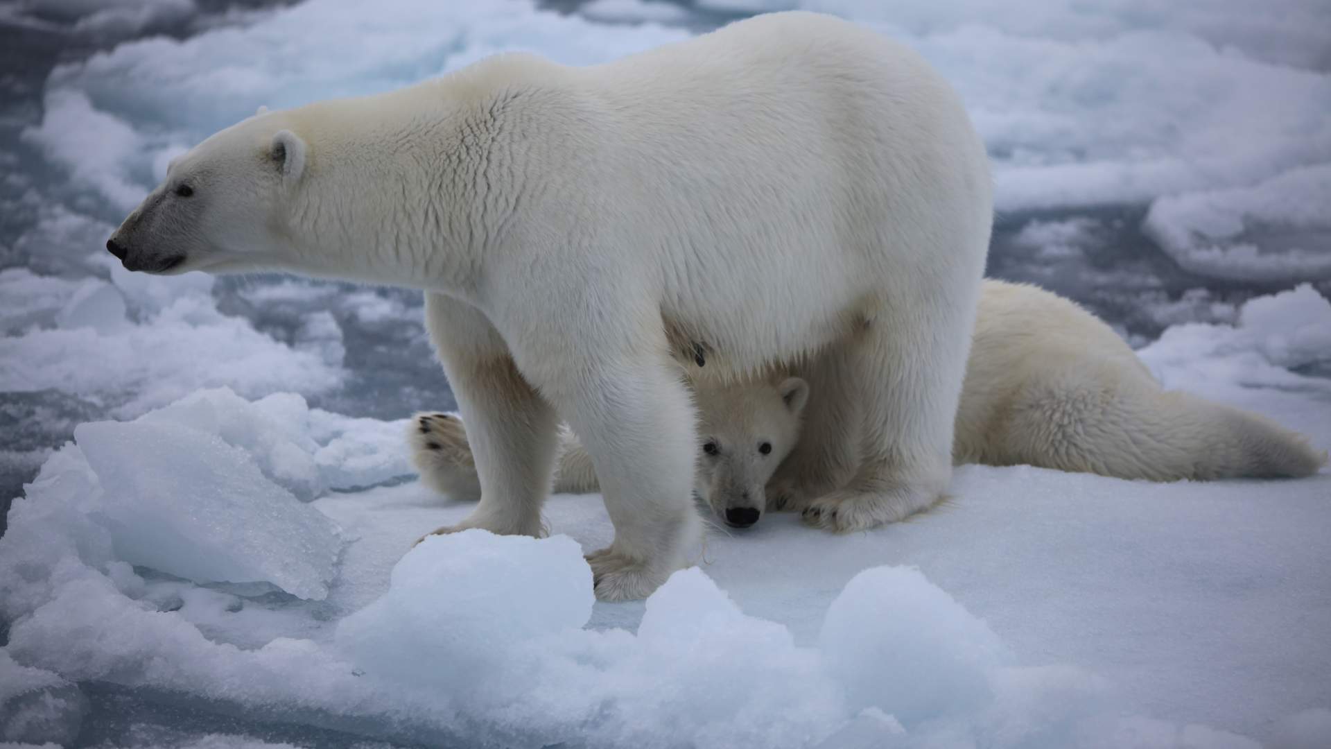 Bear family at summer ice