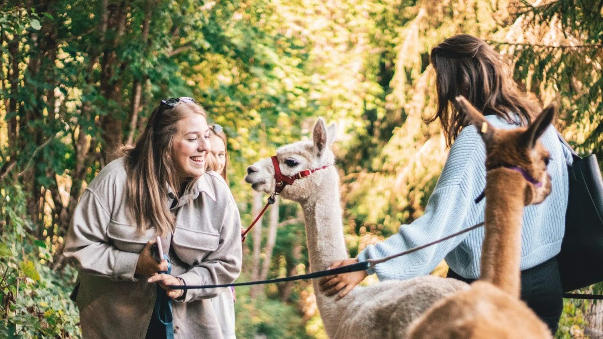 Bergvang_Alpakkatur7