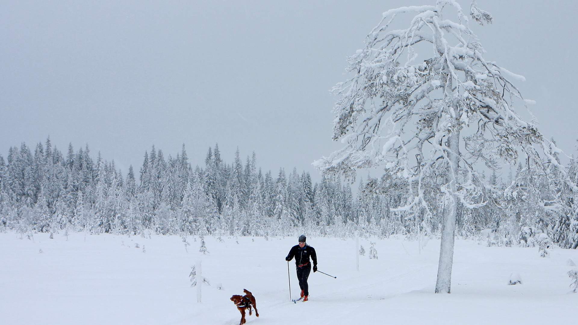 Øyer/Hafjell