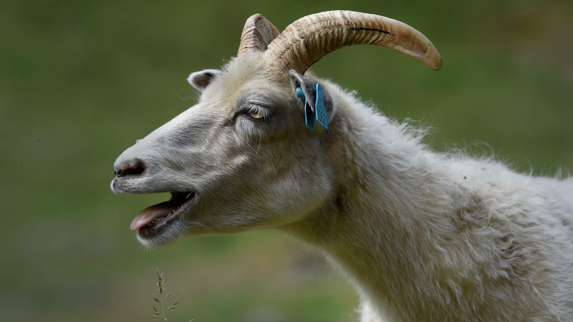 Buføring av sau, Aurlandsdalen