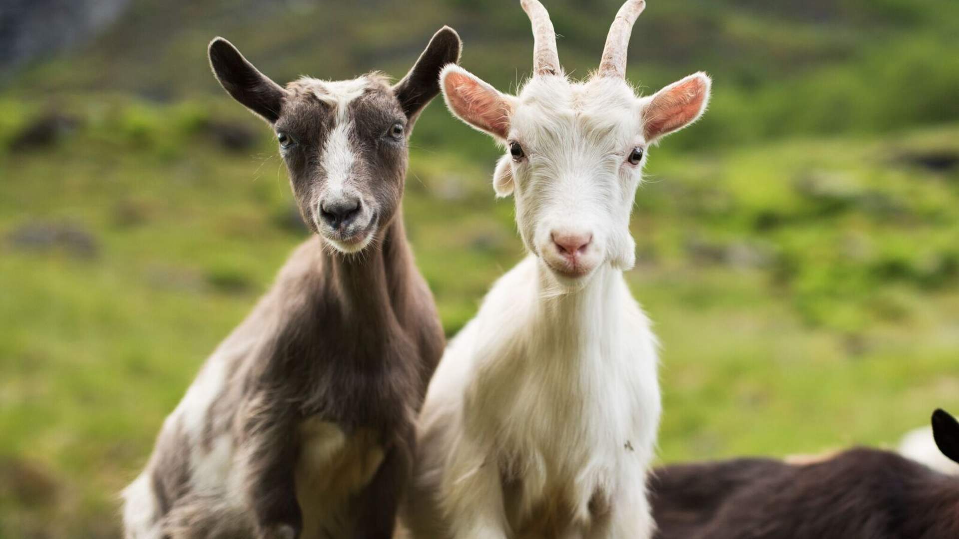 FjordSafari & Vandretur