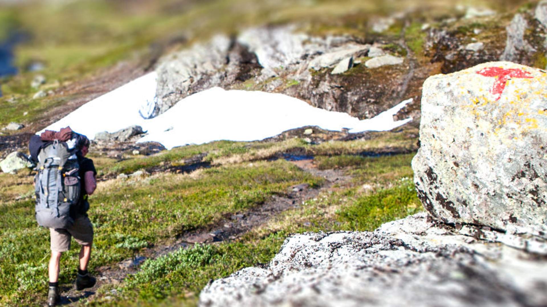 Hardangervidda sommer