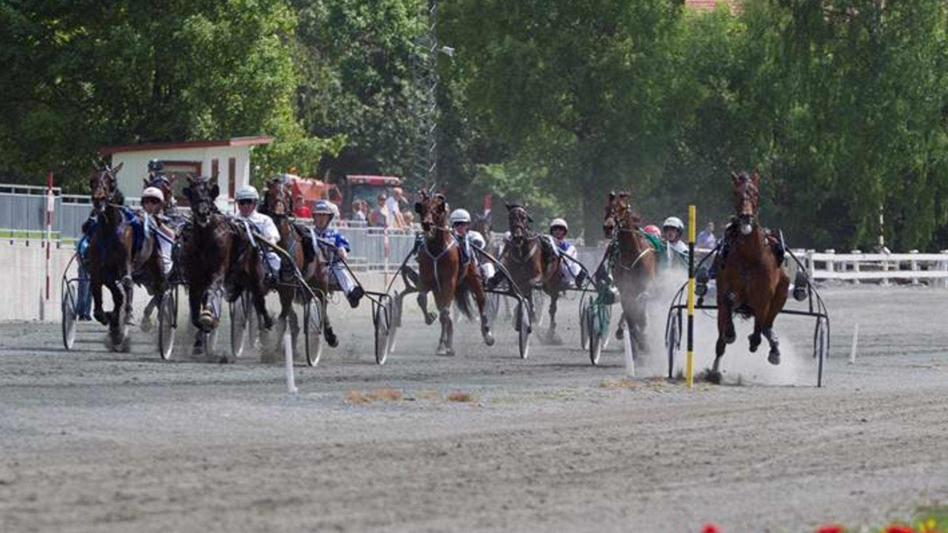 Travhester på Momarken