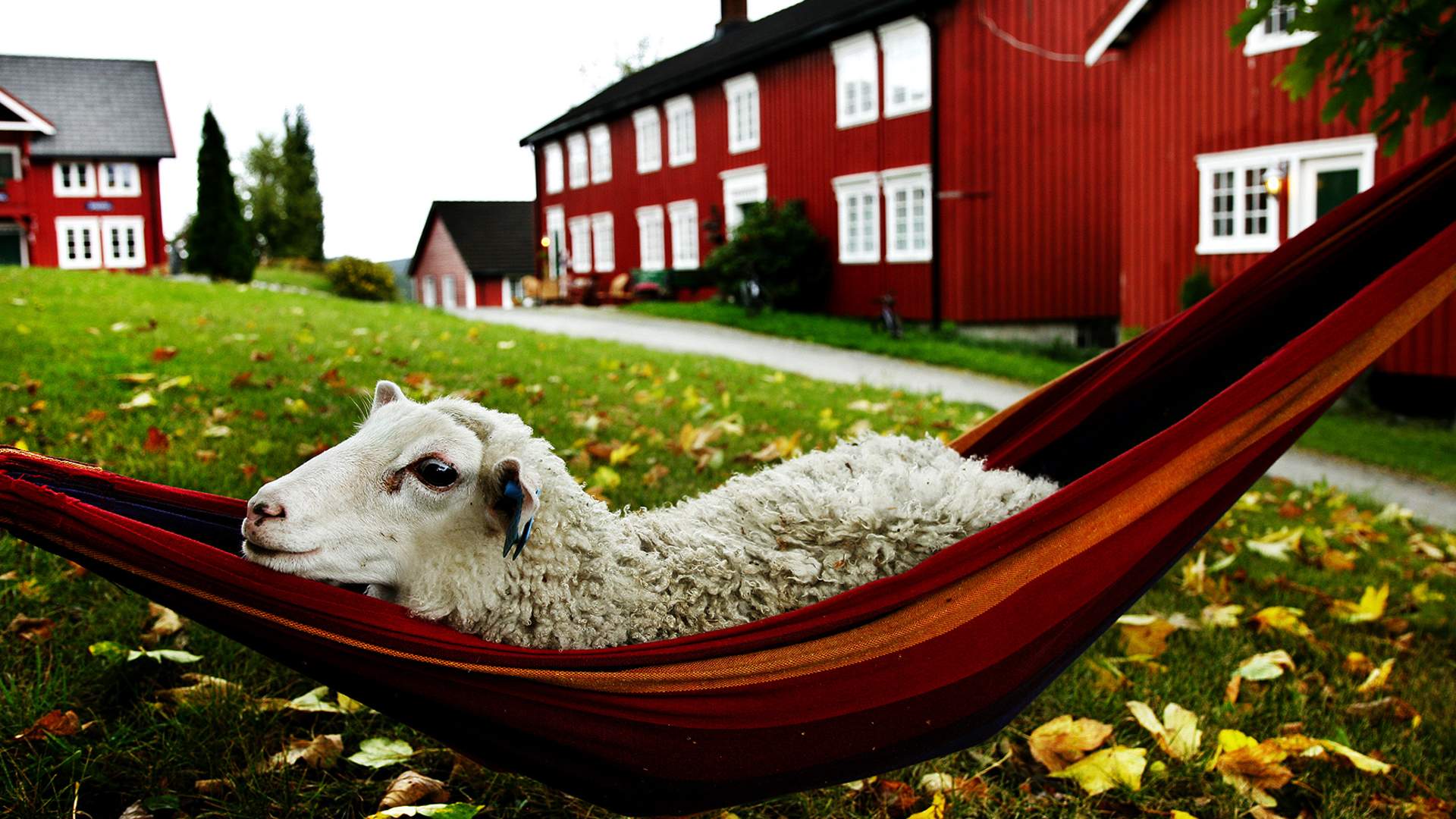 Berg - seng i hengekøye