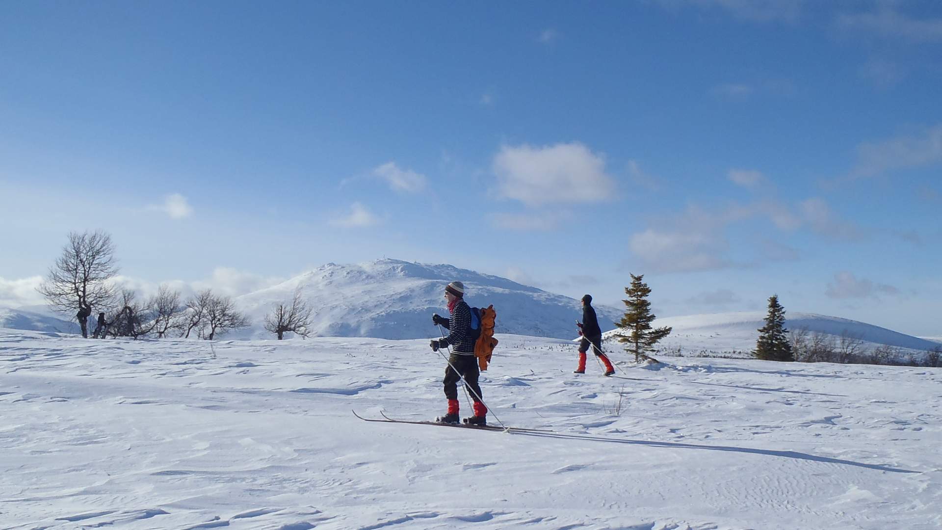 Wilderness Life - vno