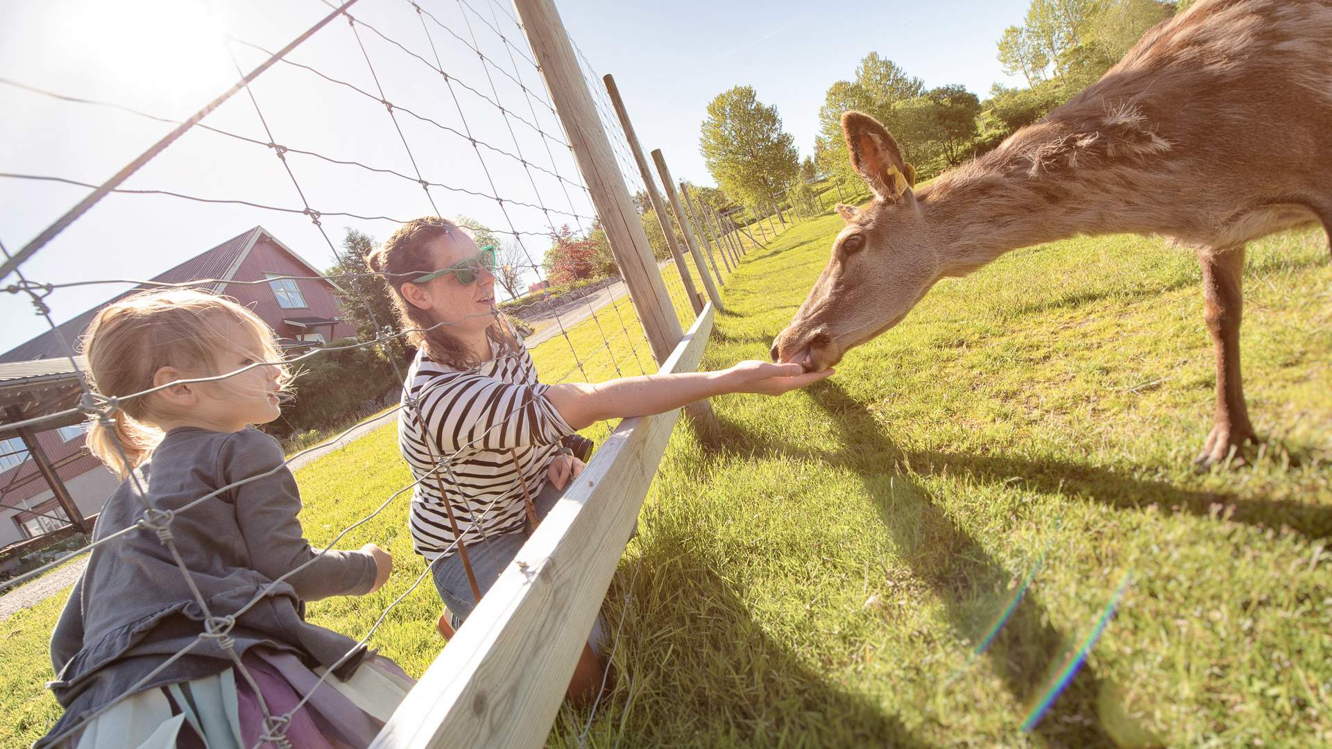 DALPRO-Barn-Hjort-Sommer-22